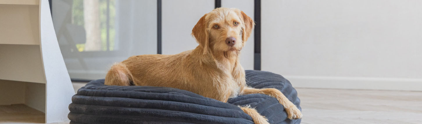 Bekende Hondenspullen Winkel -Bekende Hondenspullen Winkel DFGG