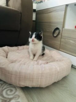 Woddy – Hondenmand Kat – Hondenkussen – Fluffy – Bagel – 50 Cm – Bruin